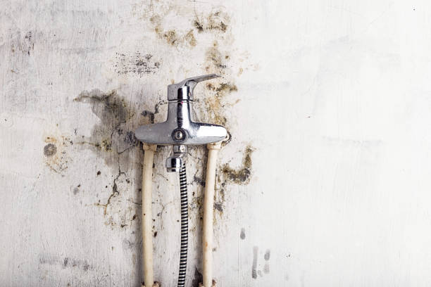 Best Affordable Mold Removal  in East Aurora, NY