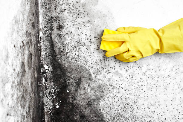Best Mold Remediation  in East Aurora, NY