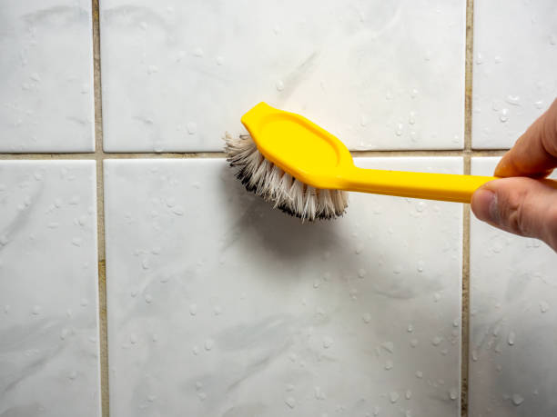 Best Professional Mold Removal  in East Aurora, NY
