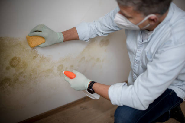 Professional Mold Removal in East Aurora, NY
