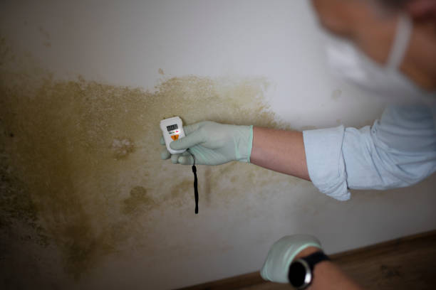 Mold Removal Process in East Aurora, NY