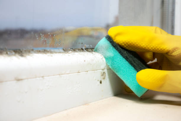 Best Mold Testing  in East Aurora, NY