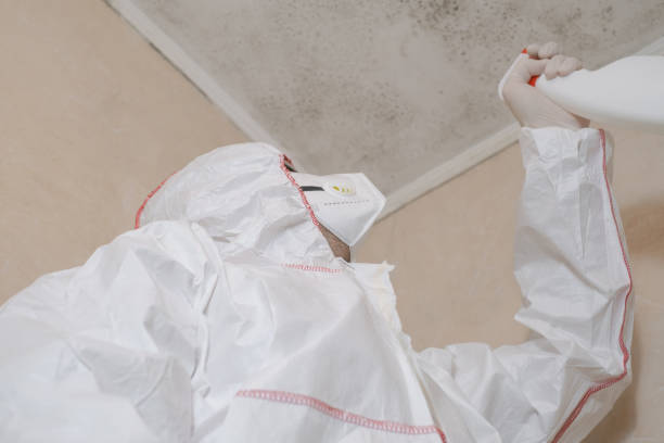 Best Certified Mold Removal  in East Aurora, NY