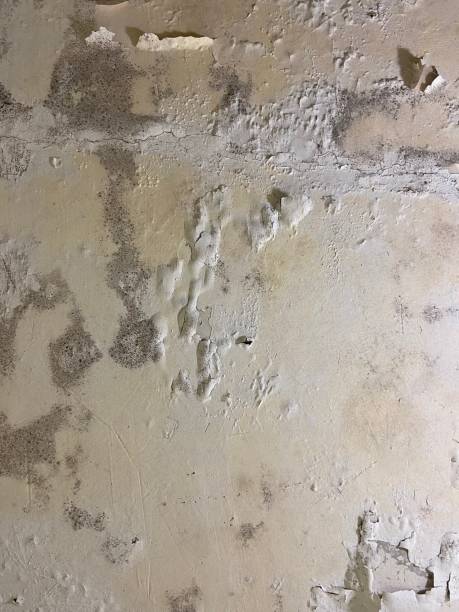 Best Toxic Mold Removal  in East Aurora, NY