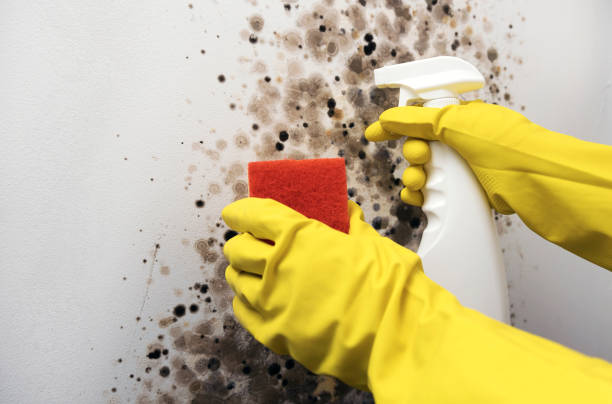 Best Mold Testing  in East Aurora, NY
